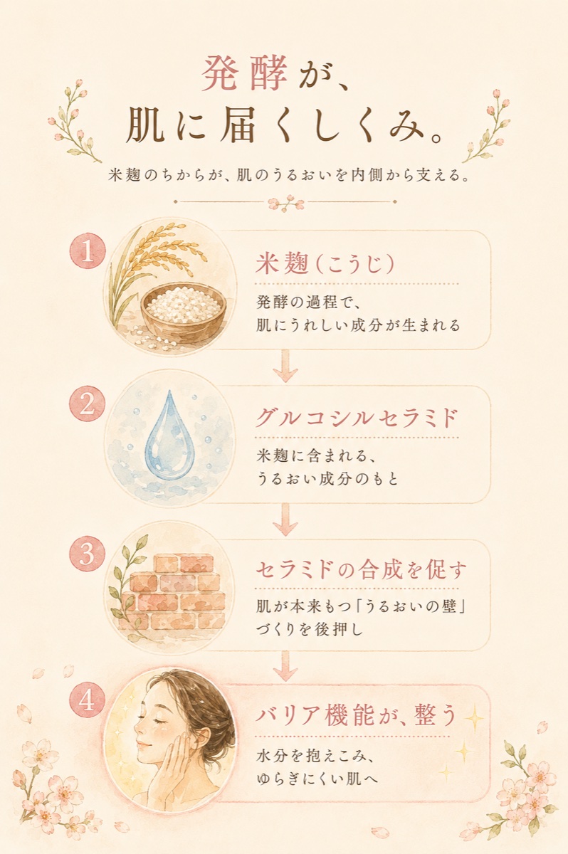 発酵が肌に届くしくみ。①米麹（こうじ）発酵の過程で肌にうれしい成分が生まれる→②グルコシルセラミド 米麹に含まれるうるおい成分のもと→③セラミドの合成を促す 肌が本来もつ「うるおいの壁」づくりを後押し→④バリア機能が整う 水分を抱えこみゆらぎにくい肌へ