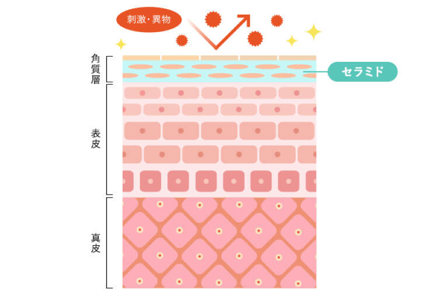 肌の断面図：角質層・表皮・真皮。角質層のセラミドが刺激・異物をブロックし、うるおいを守る。
